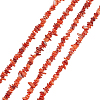 Natural Freshwater Shell Beads Strands BSHE-WH0006-05C-1