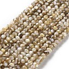 Natural Freshwater Shell Beads Strands SSHEL-B002-18-1