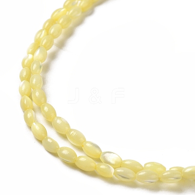 Natural Trochus Shell Beads Strands SHEL-K006-19C-1
