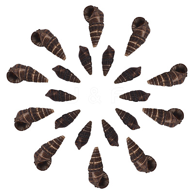 Spiral Shell Beads SSHEL-SC0001-07-1
