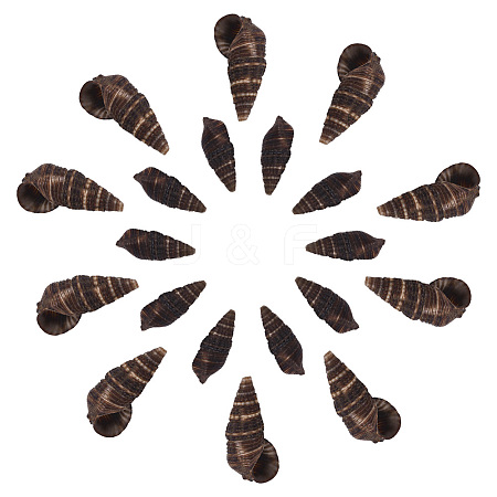 Spiral Shell Beads SSHEL-SC0001-07-1