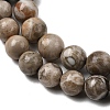 Natural Fossil Coral Beads Strands G-G212-6mm-31-5
