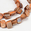 Erose Natural Shell Beads Strands PBB069Y-3