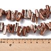 Dyed Natural Trochus Shell Beads Strands SSHEL-C013-09B-4