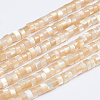 Natural Trochid Shell/Trochus Shell Beads Strands SSHEL-L016-13B-1