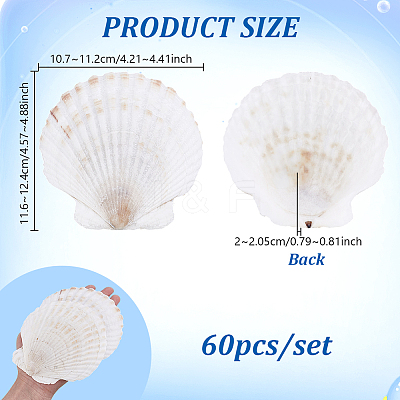 60Pcs Natural Shell Jewelry Decorative Plate AJEW-GA0009-64A-1