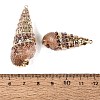 Electroplate Natural Spiral Shell Pendants SSHEL-Q100-33KCG-3
