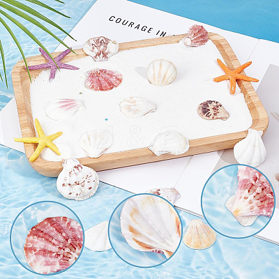 40Pcs Natural Scallop Shell Beads SSHEL-SP0001-02-1