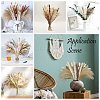 Mini Dried Pampas Grass HULI-PW0002-112B-2