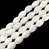 Natural Trochus Shell Beads Strands BSHE-E030-02C-2