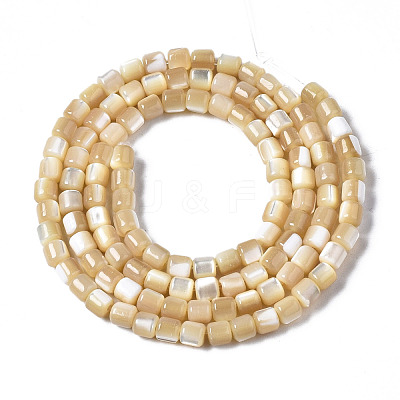 Natural Trochid Shell/Trochus Shell Beads Strands SSHEL-N034-77-B01-1