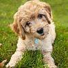 48Pcs 2 Style 4 Colors Transparent Blank Acrylic Pet Dog ID Tag PALLOY-AB00044-6