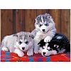 Cute Puppy DIY Diamond Painting Kit PW-WG36467-27-1