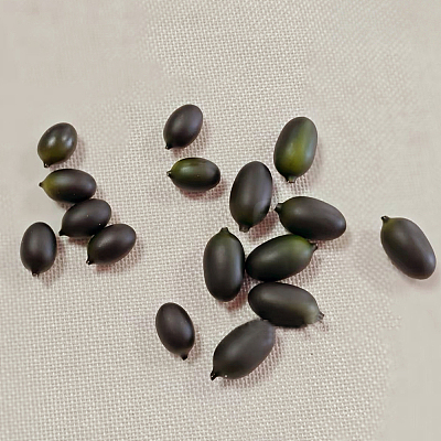 Foam Simulation Olive Model FIND-GF0009-22-1