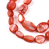Natural White Shell Beads Strands SHEL-N036-21F-3