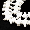 Natural Trochid Shell/Trochus Shell Beads Strands SSHEL-R145-04-6