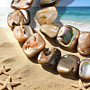 1 Strand Natural Paua Shell Beads Strands BSHE-PA0001-07-3