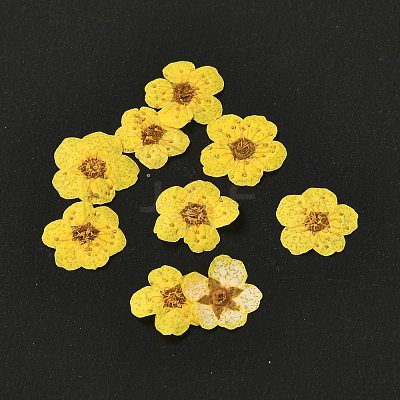 Narcissus Embossing Dried Flowers DIY-K032-60N-1