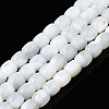 Natural Trochid Shell/Trochus Shell Beads Strands X-SSHEL-N034-121-B01-1