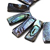 Natural Paua Shell Beads Strands BSHE-S305-01B-2