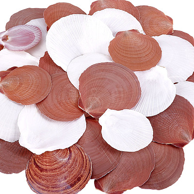 40Pcs Natural Shell for Aquarium Fish Tank Ornaments SHEL-PH0001-68-1