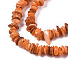 Natural Freshwater Shell Beads Strands SHEL-S278-071B-3