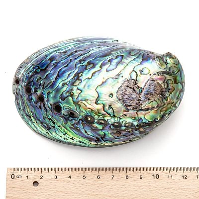Natural Abalone Shell/Paua ShellDecoration X-SSHEL-F0005-01-1