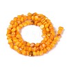 Natural Freshwater Shell Beads Strands SHEL-N037-04G-2
