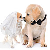 Adjustable Polyester Dog Collar & Wedding Bride Veil Sets AJEW-DR0001-74-5