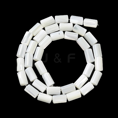 Natural Trochus Shell Beads Strands BSHE-Z003-18-1