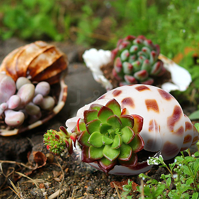 Natural Shell Home Display Decoration Sets SSHEL-T016-13-1