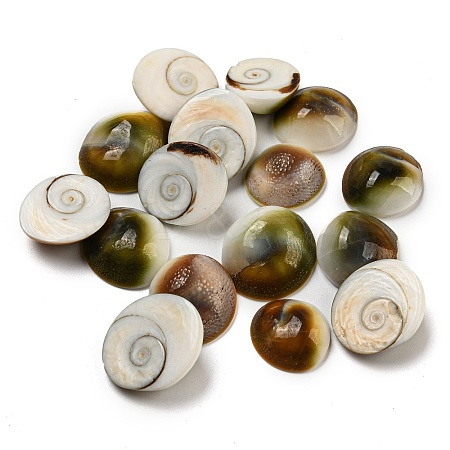Conch Sea Shell Cabochons BSHE-Z005-08-1
