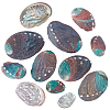 12Pcs 6 Styles Natural Abalone Shell Display Decorations DJEW-GA0001-69-1