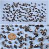 Natural Spril Shell Beads SSHEL-PH0001-06-4