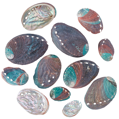 12Pcs 6 Styles Natural Abalone Shell Display Decorations DJEW-GA0001-69-1