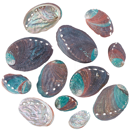 12Pcs 6 Styles Natural Abalone Shell Display Decorations DJEW-GA0001-69-1