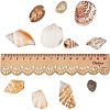 Mixed Natural Shell Bead Sets BSHE-PH0003-03-4