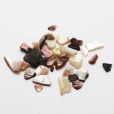 No Hole Natural Sea Shell Beads SSHEL-E556-03-1