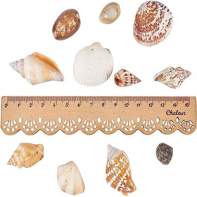 Mixed Natural Shell Bead Sets BSHE-PH0003-03-1