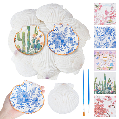 Natural Shell Display Decorations DIY-NB0014-92-1