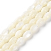Natural Trochus Shell Beads Strands BSHE-E030-02C-1