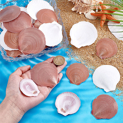 40Pcs Natural Shell for Aquarium Fish Tank Ornaments SHEL-PH0001-68-1