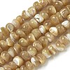 Natural Trochus Shell Beads Strands BSHE-G039-01A-1