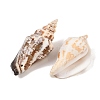 Natural Conch Shell Beads X-BSHE-O007-57-3