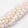 Rainbow Plated Shell Pearl Beads Strands BSHE-L027-01-6x9-1