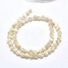 Shell Bead Strands SSHEL-P015-01B-6mm-2