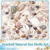  15 Styles Natural Shell Display Decorations FIND-NB0003-18-4