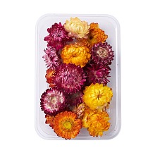 Dried Flowers DIY-D052-26