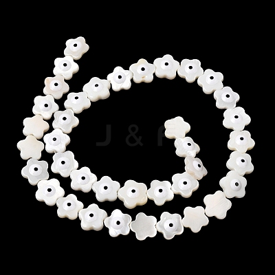 Natural Freshwater Shell Beads Strands SHEL-A006-03E-1