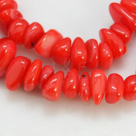 Natural Shell Beads Strands BSHE-D002-03-1